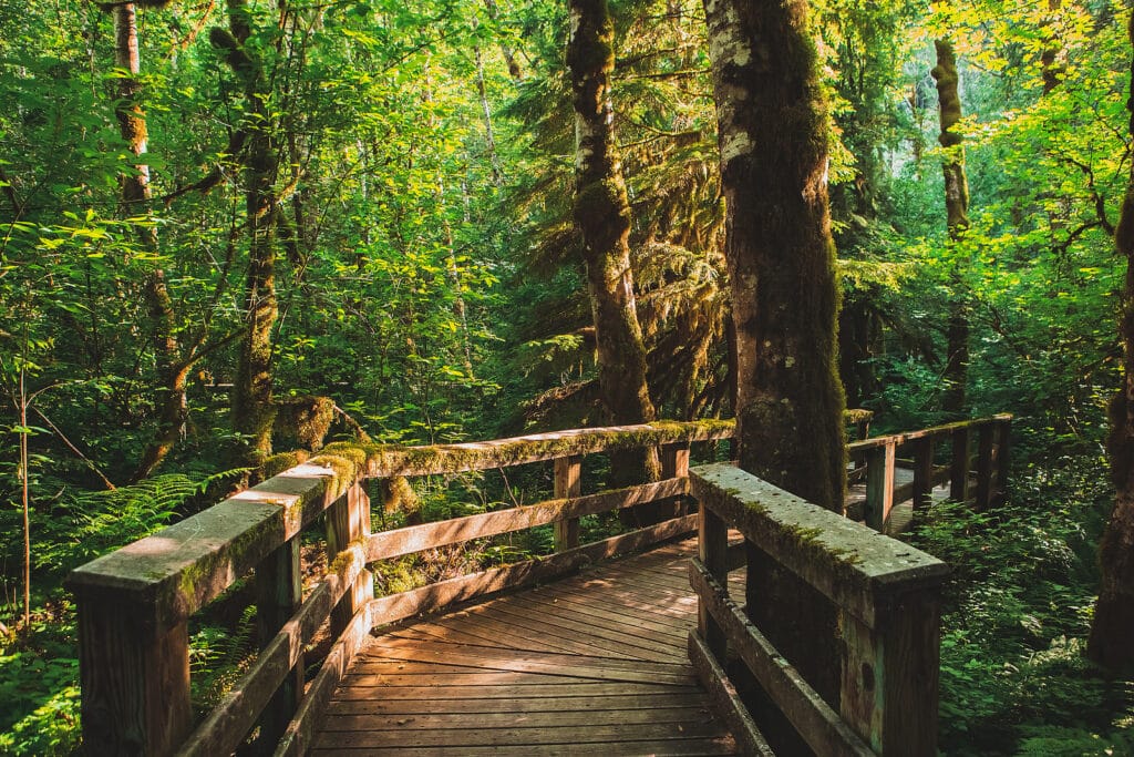 Mysterious Path In The Magical Forest. Wooden Boardwalk Trail Th