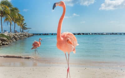 Why Aruba Gets Great Reviews Resort Concierge Escapes